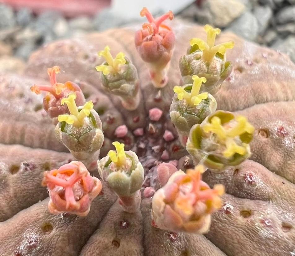 Aardvark Bioreserve ลาดิสมิธ ภายนอก รูปภาพ